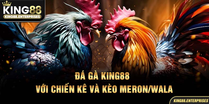 20-da-ga-king88-voi-chien-ke-va-keo-meron_wala